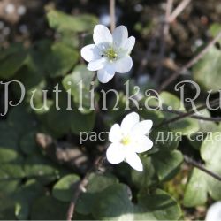 Печеночница благородная (Hepatica nobilis var. pubescens)